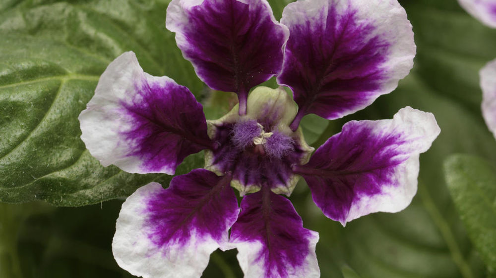 Cuphea procumbens SWEET TALK TM F1 Lavender Splash.