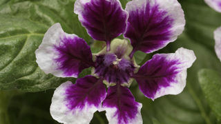 Cuphea procumbens SWEET TALK TM F1 Lavender Splash. Cuphea procumbens SWEET TALK TM F1 Lavender Splash.