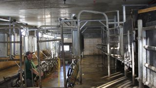 La porte de tri est actionnée par une ficelle depuis la salle de traite. Un bidon d'eau fait contrepoids de l'autre côté.