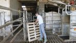 Jean-René Leclercq positionne une palette dans l'angle pour « casser le coin » et guider ses vaches vers la cage de contention.
