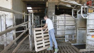 Jean-René Leclercq positionne une palette dans l'angle pour « casser le coin » et guider ses vaches vers la cage de contention.