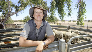 Le marché australien du mouton est dans la tourmente.