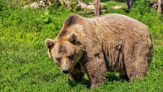 La Coordination rurale estime que le budget de la politique de l'ours est beaucoup trop élevé. La Coordination rurale estime que le budget de la politique de l'ours est beaucoup trop élevé.