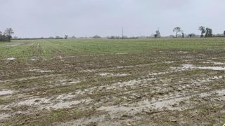 Le potentiel des cultures d'hiver a été dégradé par les pluies abondantes de l'automne, mais reste rattrapable dans la majorité des cas. Le potentiel des cultures d'hiver a été dégradé par les pluies abondantes de l'automne, mais reste rattrapable dans la majorité des cas.