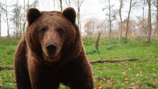 Pour la Confédération paysanne, l'Etat ne prend pas suffisamment en compte la détresse des éleveurs qui subissent les attaques d'ours, car ils sont encore peu nombreux comparativement à ceux confrontés aux attaques de loups. Pour la Confédération paysanne, l'Etat ne prend pas suffisamment en compte la détresse des éleveurs qui subissent les attaques d'ours, car ils sont encore peu nombreux comparativement à ceux confrontés aux attaques de loups.
