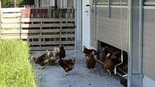 En Savoie, une voisine se plaint du poulailler de 1 000 poules élevées en plein air par Sandrine Dagand.. En Savoie, une voisine se plaint du poulailler de 1 000 poules élevées en plein air par Sandrine Dagand..