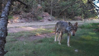 Pour retrouver de la confiance sur l'évaluation des effectifs de loup, il faudra "que la méthode soit partagée et que le chiffre soit fondé scientifiquement", a déclaré Jean-Paul Celet, préfet référent du plan loup. Pour retrouver de la confiance sur l'évaluation des effectifs de loup, il faudra "que la méthode soit partagée et que le chiffre soit fondé scientifiquement", a déclaré Jean-Paul Celet, préfet référent du plan loup.