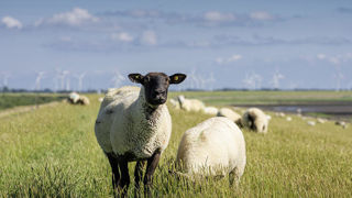 L'étourdissement et la saignée dans l'exploitation concernera les animaux ne pouvant pas être transportés à l'abattoir, « pour éviter tout risque pour le manipulateur et pour prévenir toute blessure pendant le transport ». L'étourdissement et la saignée dans l'exploitation concernera les animaux ne pouvant pas être transportés à l'abattoir, « pour éviter tout risque pour le manipulateur et pour prévenir toute blessure pendant le transport ».