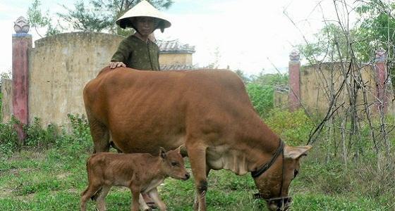 Filière bovine en Chine