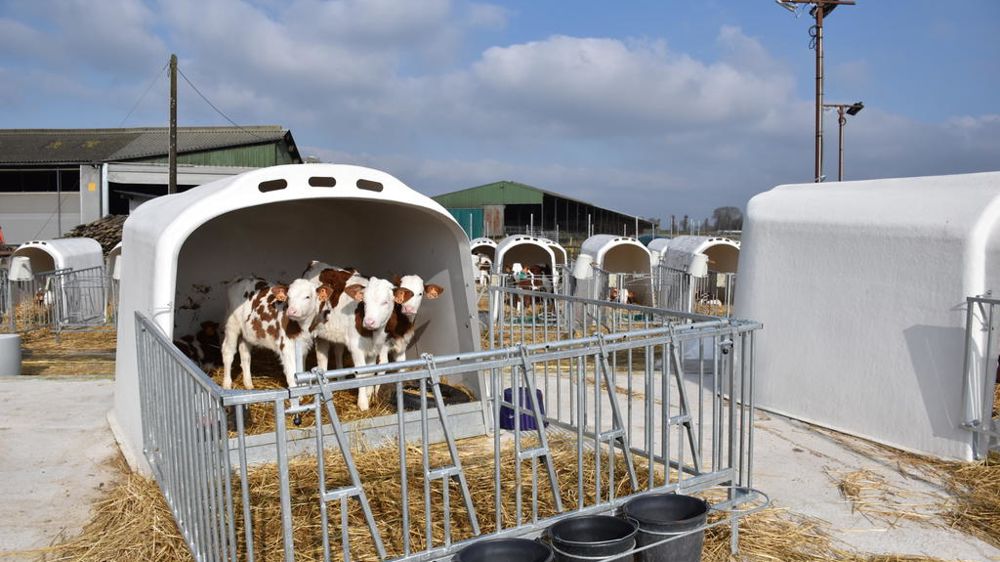 Igloos et niches pour veaux