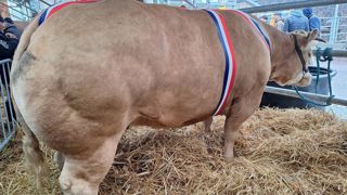 Les prix moyens pratiqués sur les animaux non primés se situent entre 6 et 8 €/kg de carcasse. Ils oscillent entre 8 et 9 € pour les primés. Les prix moyens pratiqués sur les animaux non primés se situent entre 6 et 8 €/kg de carcasse. Ils oscillent entre 8 et 9 € pour les primés.