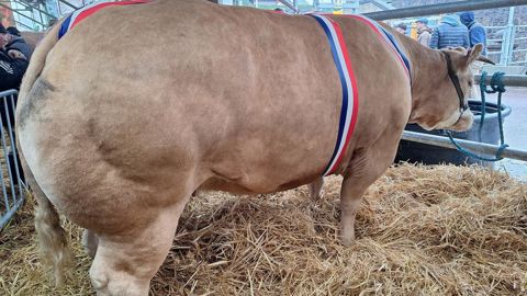 Les prix moyens pratiqués sur les animaux non primés se situent entre 6 et 8 €/kg de carcasse. Ils oscillent entre 8 et 9 € pour les primés. Les prix moyens pratiqués sur les animaux non primés se situent entre 6 et 8 €/kg de carcasse. Ils oscillent entre 8 et 9 € pour les primés.