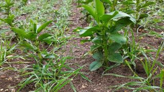 La féverole donne plutôt de bons résultats pour attirer les insectes auxiliaires. Le blé est semé en direct dans la féverole un mois après, à densité classique. La féverole donne plutôt de bons résultats pour attirer les insectes auxiliaires. Le blé est semé en direct dans la féverole un mois après, à densité classique.