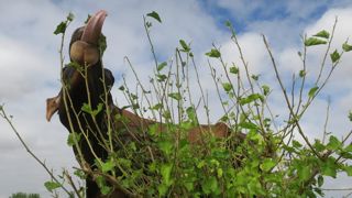 Le mûrier blanc est l'un des arbres préférés par les vaches au pâturage.