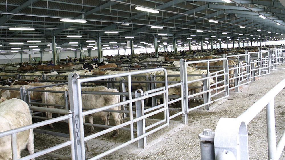 Vaches et broutards sur le marché aux bestiaux de Châteaubriant en Loire-Atlantique