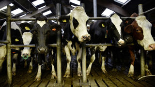 En lait de vache, l’année 2023 a été marquée par le décalage du prix français par rapport au reste du monde. En lait de vache, l’année 2023 a été marquée par le décalage du prix français par rapport au reste du monde.