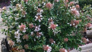 Abelia chinensis Autumn Festival® 'Minabaut01'. Abelia chinensis Autumn Festival® 'Minabaut01'.
