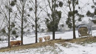 L'hiver s'installe progressivement sur une partie du territoire, avec baisse du thermomètre et gelées nocturnes. L'hiver s'installe progressivement sur une partie du territoire, avec baisse du thermomètre et gelées nocturnes.