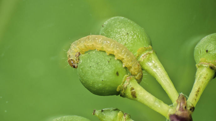 Deux solutions de biocontrôle arrivent sur le marché pour 2024 : l'une pour lutter contre l'eudémis (photo), l'autre contre la cicadelle verte.
