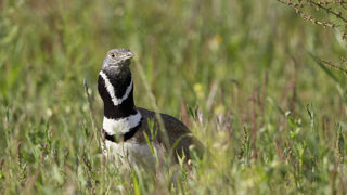 En effet, l’ouvrage, d’une surface de 160 894 m², se situe sur une zone abritant des espèces protégées, dont plusieurs espèces d’oiseaux comme la outarde canepetière. En effet, l’ouvrage, d’une surface de 160 894 m², se situe sur une zone abritant des espèces protégées, dont plusieurs espèces d’oiseaux comme la outarde canepetière.