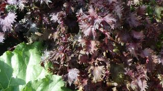 Egalement appelé « persil japonais », le shiso est une plante décorative et aromatique à tester dans vos plats.