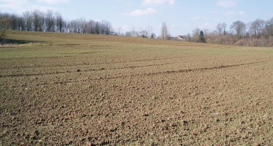 Semis de blé