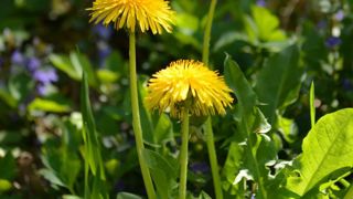Il existe des variétés cultivées de pissenlit plus productives que celles qui poussent spontanément au jardin. Il existe des variétés cultivées de pissenlit plus productives que celles qui poussent spontanément au jardin.