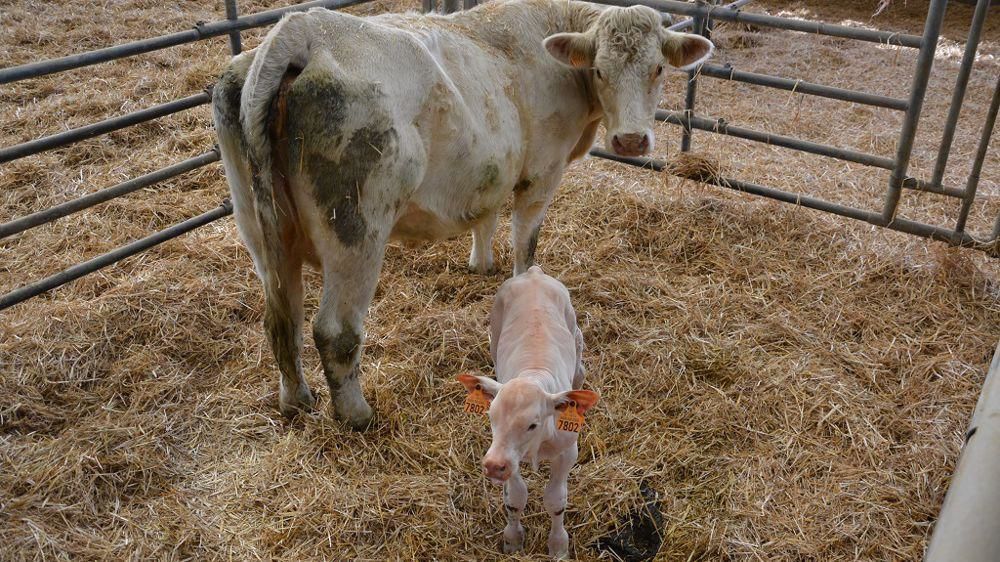 Le box de vêlage doit permettre d’isoler physiquement la vache des autres bovins.