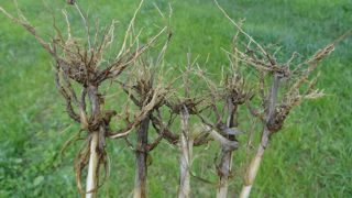 Pour diagnostiquer le piétin échaudage, Arvalis recommande de retirer des racines, les laver pour observer les nécroses racinaires caractéristiques de la maladie.