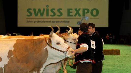 Simmental fleckvieh Swiss expo
