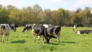 L’atelier laitier a perdu 15 à 30 €/1 000 l d’EBE, selon les estimations 2023 d’Innoval en Bretagne, par rapport à 2022. L’atelier laitier a perdu 15 à 30 €/1 000 l d’EBE, selon les estimations 2023 d’Innoval en Bretagne, par rapport à 2022.