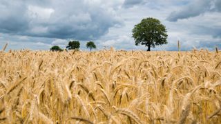 Une tonne de céréales sur deux est exportée, d'après Intercéréales. Une tonne de céréales sur deux est exportée, d'après Intercéréales.