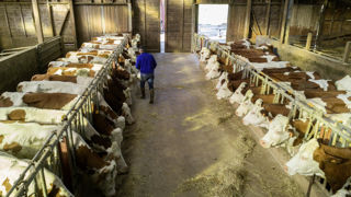 Si la moyenne du prix du lait européen grimpe, la France subit une légère baisse en novembre 2023. Si la moyenne du prix du lait européen grimpe, la France subit une légère baisse en novembre 2023.