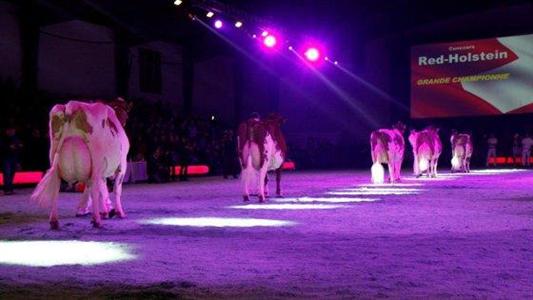 Red holstein Swiss expo
