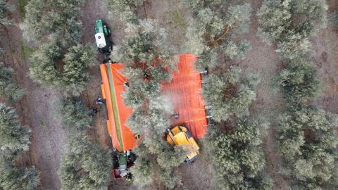 Le chantier avance à raison de 1 à 2 minutes par arbres.