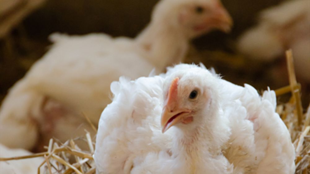 Photo prise dans un élevage de poulet français Nature d’éleveurs Photo prise dans un élevage de poulet français Nature d’éleveurs