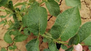 Les cicadelles provoquent de petites piqûres sur les feuilles de pommes de terre et peuvent transmettre des maladies comme le virus Y ou le stolbur. Les cicadelles provoquent de petites piqûres sur les feuilles de pommes de terre et peuvent transmettre des maladies comme le virus Y ou le stolbur.