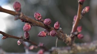 Pour l'agroclimatologue Serge Zaka, il est urgent de commencer dès maintenant à planifier l'orientation de l'arboriculture face aux impacts du changement climatique. Pour l'agroclimatologue Serge Zaka, il est urgent de commencer dès maintenant à planifier l'orientation de l'arboriculture face aux impacts du changement climatique.