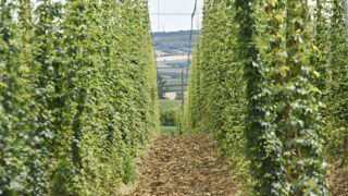 Pour 2023, le montant de l'aide à la production de houblon est fixé à 442 euros par hectare.