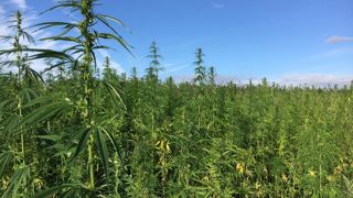 La filière du chanvre était réunie au Salon de l'agriculture le 27 février 2024 à l'occasion de la sortie du livre « Portraits de chanvriers ».