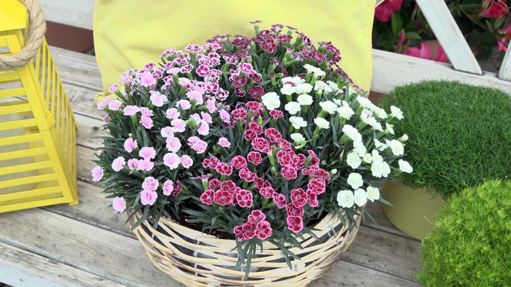 Dianthus LUCKY LIPS®.