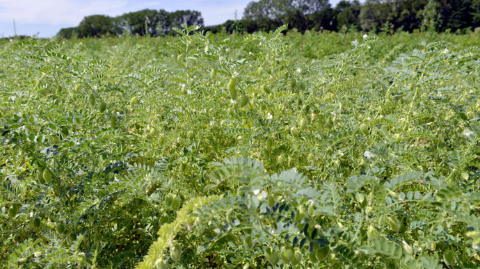L'innovation pour augmenter les capacités de production (en semences notamment) et la mise en place de bassins de production pour la création d’une certaine masse critique représentent deux leviers indispensables.