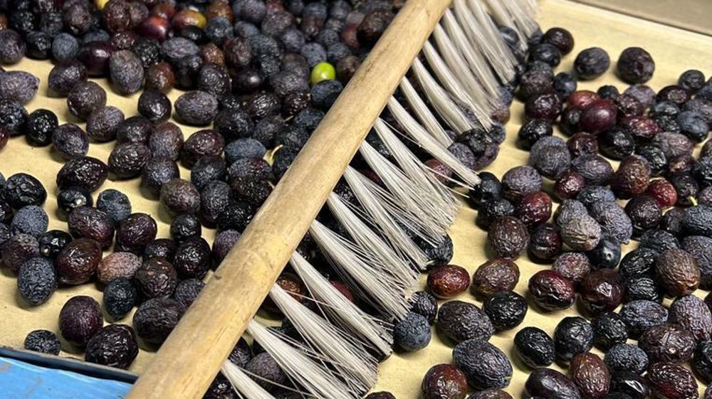 Tri des olives noires de Nyons, chez Le Brin d'Olivier.