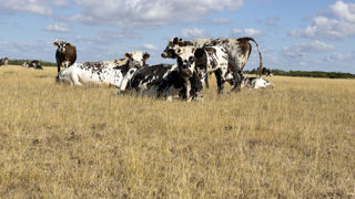 Les éleveurs qui n'ont pas assuré leurs surfaces en herbe ont jusqu'au 15 mai 2024 pour déclarer leur interlocuteur unique. Les éleveurs qui n'ont pas assuré leurs surfaces en herbe ont jusqu'au 15 mai 2024 pour déclarer leur interlocuteur unique.