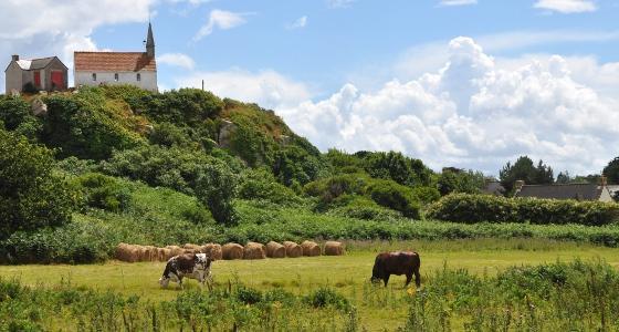 Plantes toxiques pour les vaches