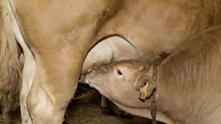36 305 veaux ont été commercialisés en 2022 par 1 930 éleveurs de Nouvelle-Aquitaine et d’Occitanie, dont 667 en Corrèze. 36 305 veaux ont été commercialisés en 2022 par 1 930 éleveurs de Nouvelle-Aquitaine et d’Occitanie, dont 667 en Corrèze.