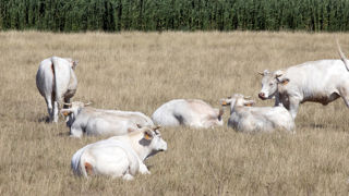 Les éleveurs qui n'ont pas assuré leurs surfaces en herbe ont jusqu'au 15 mai 2024 pour déclarer leur interlocuteur unique. Les éleveurs qui n'ont pas assuré leurs surfaces en herbe ont jusqu'au 15 mai 2024 pour déclarer leur interlocuteur unique.