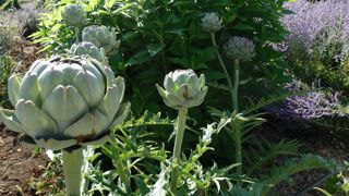 En plantant l'artichaut, très tôt en mars, vous pouvez obtenir une récolte dès juillet selon les régions et le climat.