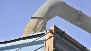 Les fortes disponibilités sur le marché des céréales et des oléagineux incitent à l’exportation et à dynamiser la demande. Les fortes disponibilités sur le marché des céréales et des oléagineux incitent à l’exportation et à dynamiser la demande.