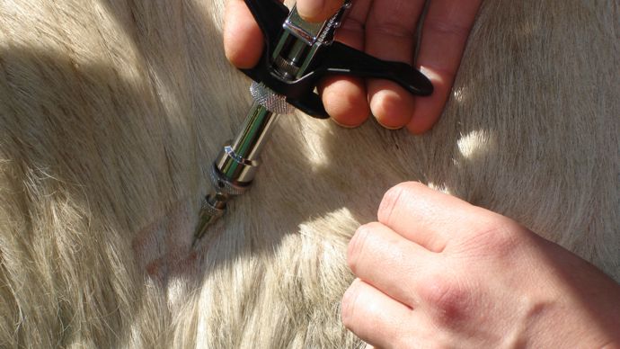 L’intradermotuberculination
comparative (IDC) permet de
comparer la réaction de l’animal à
l’agent de la tuberculose d’une part et sa réaction aux autres mycobactéries atypiques d’autre part.